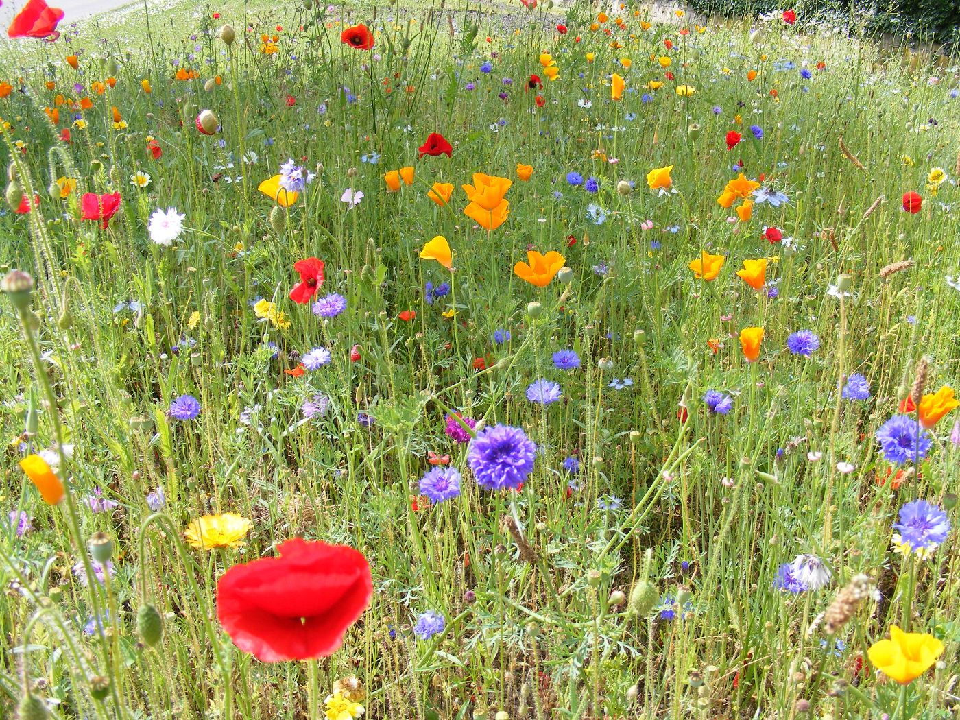 Blühwiese mit Mohn und Kornblumen